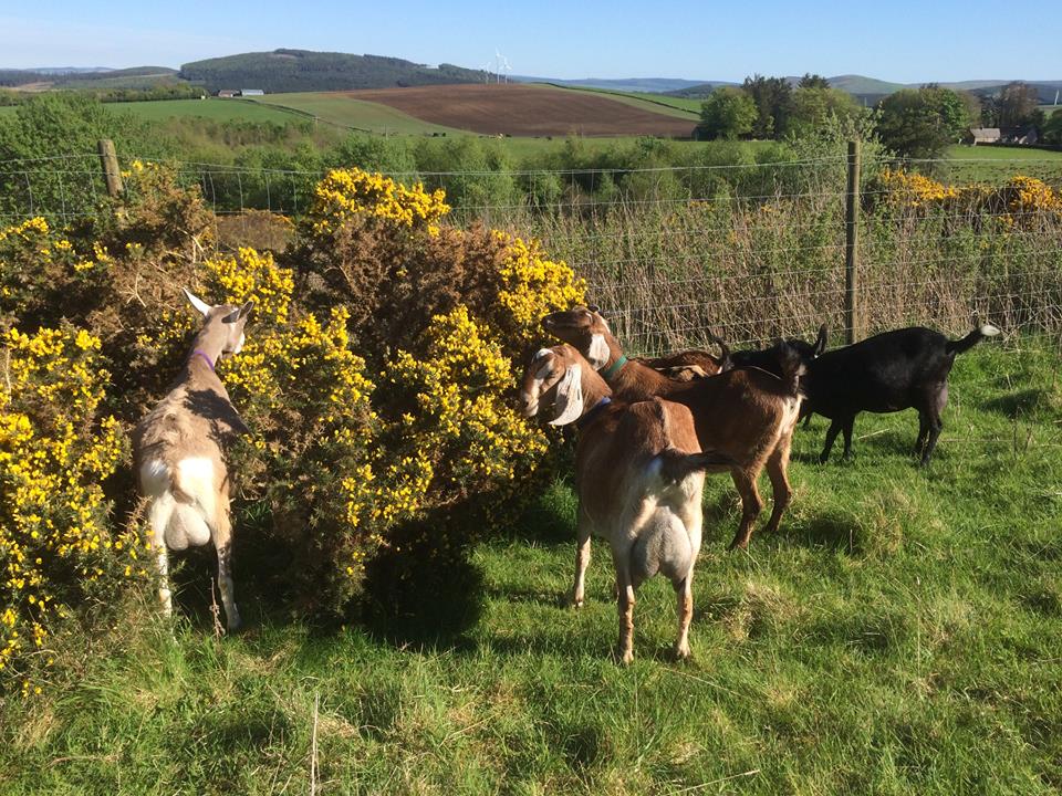 Katy's dairy goats